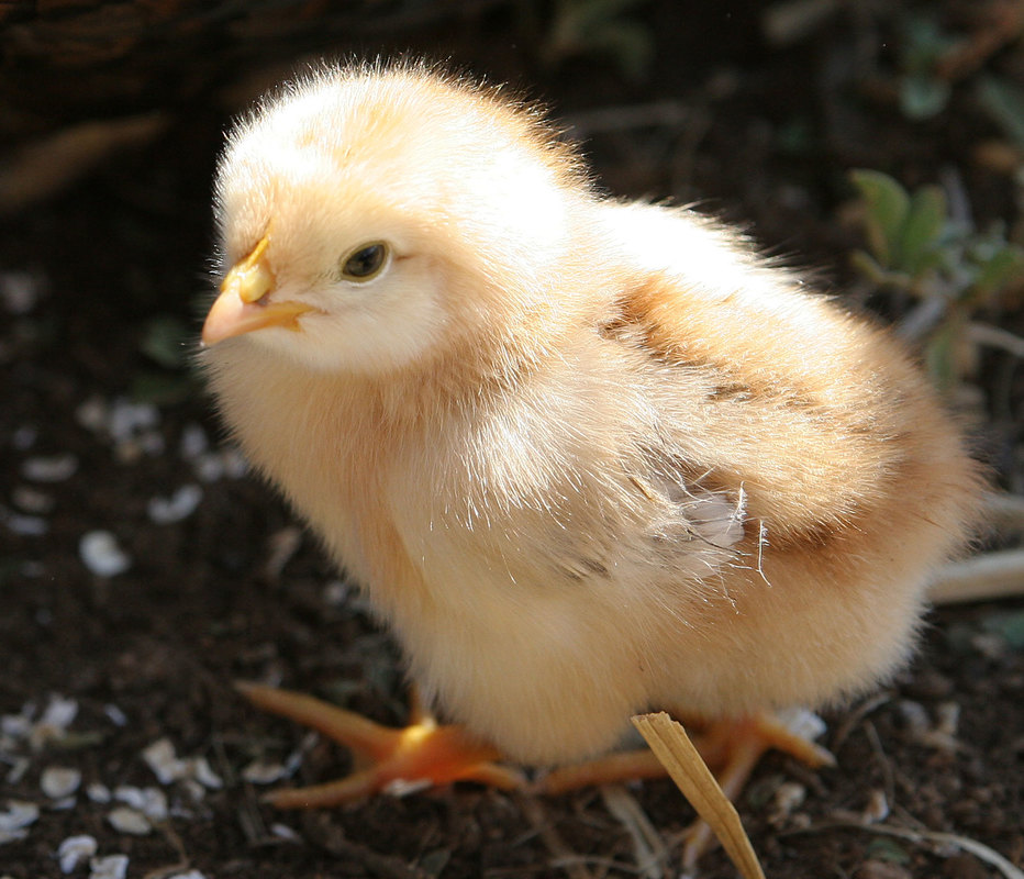 Baby Chicks Ground Up Alive