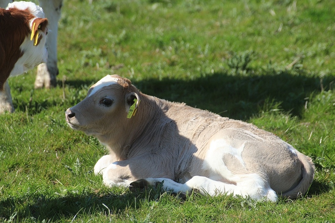 tagged baby calf