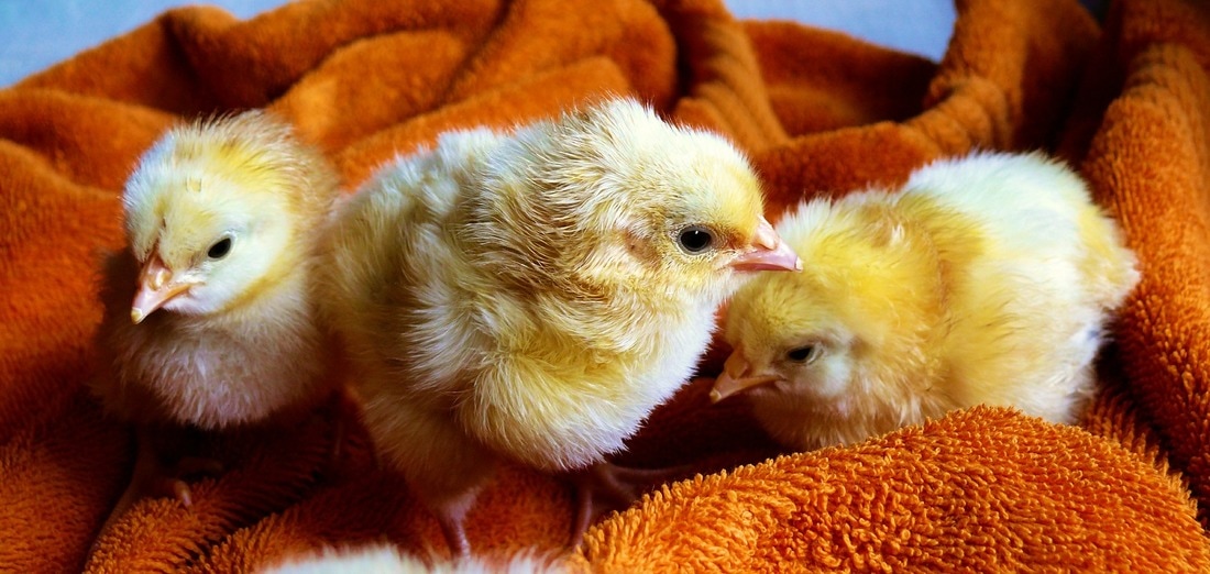 baby chicks on a towel