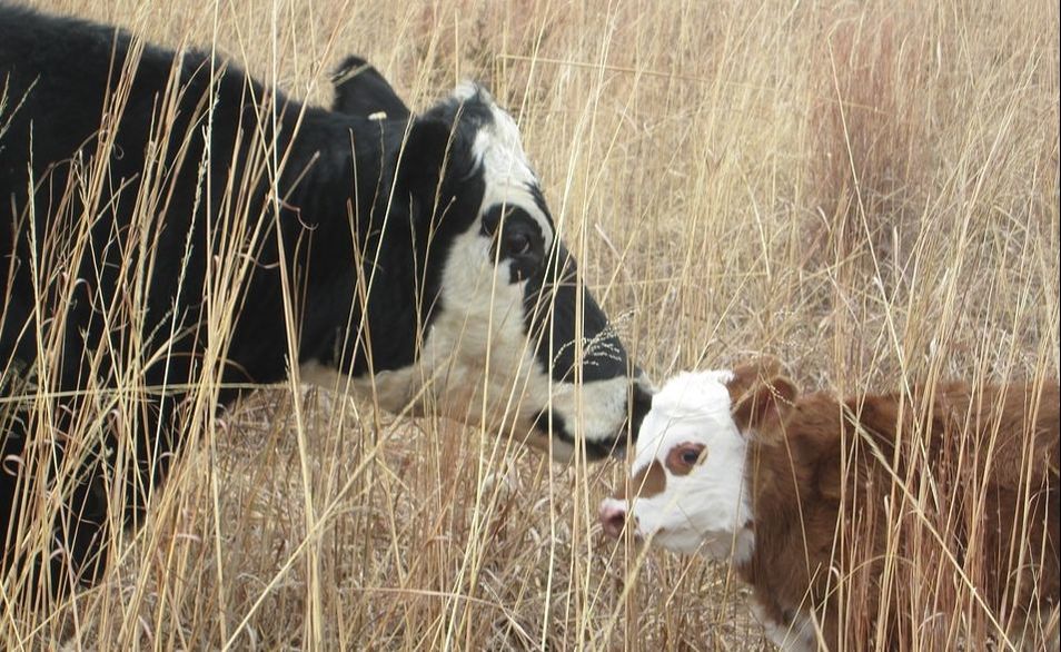 baby calf bonding with mother