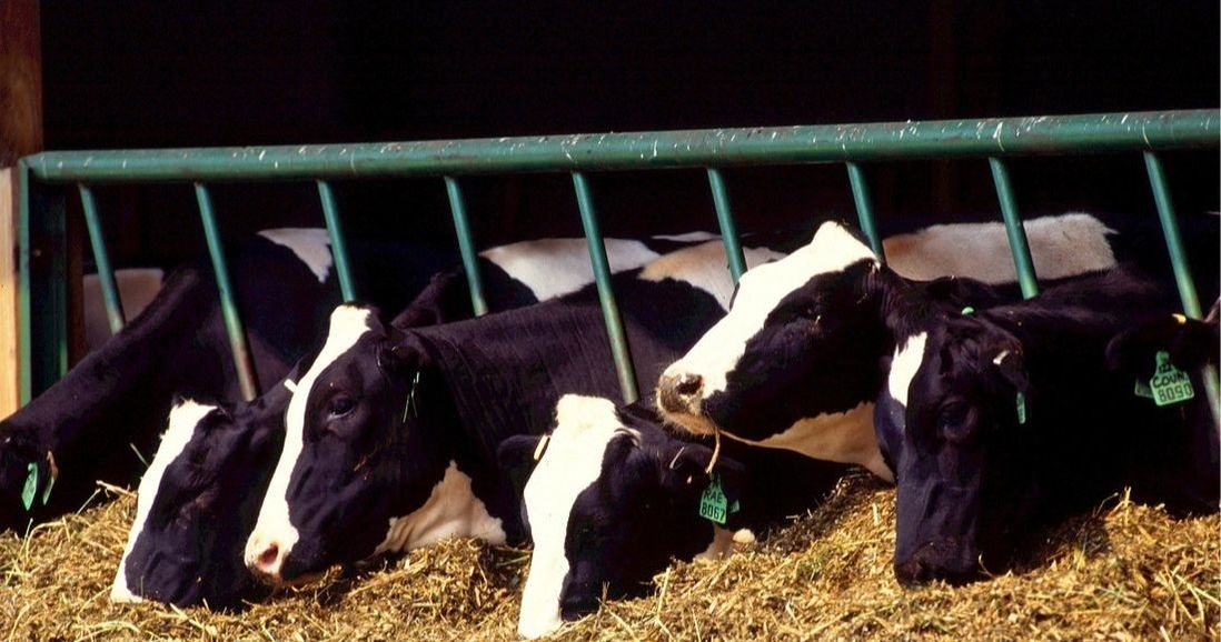 dairy cows on factory farm