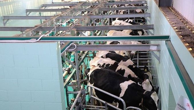 dairy cows hooked to milking machines