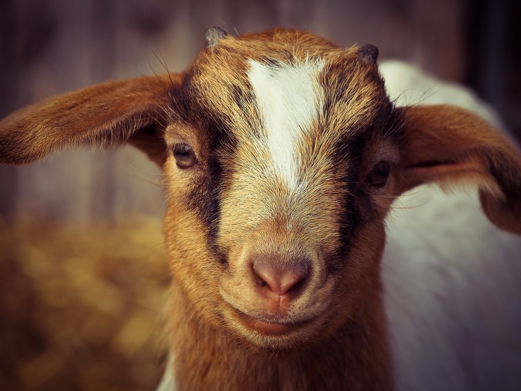 happy baby goat